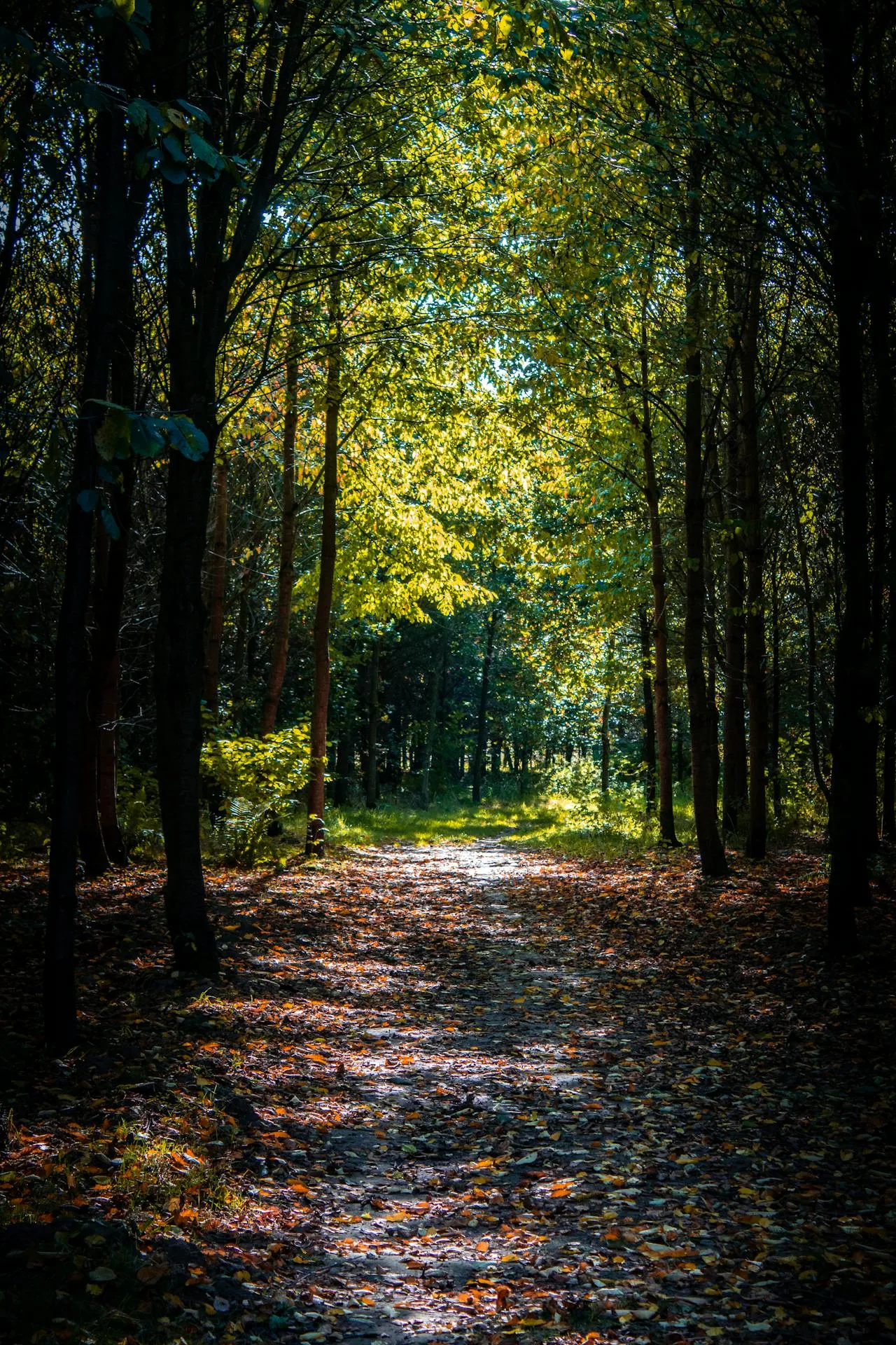 Sentier forestier couvert de feuilles mortes, entre des arbres élancés, lumière au bout du chemin